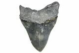 Serrated, Fossil Megalodon Tooth - North Carolina #347115-2